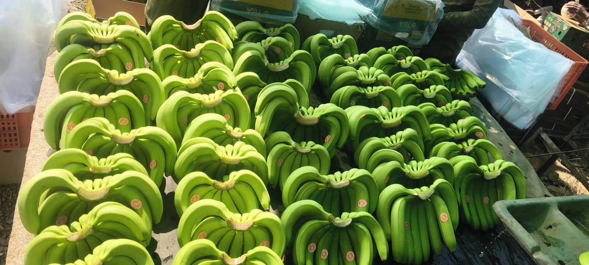 In-Field Fruit Bagging and Ribbon Traceability